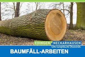 Baumfällungen in Edingen und Neckarhausen